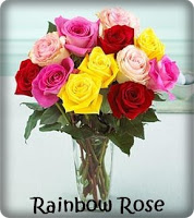 rainbow rose